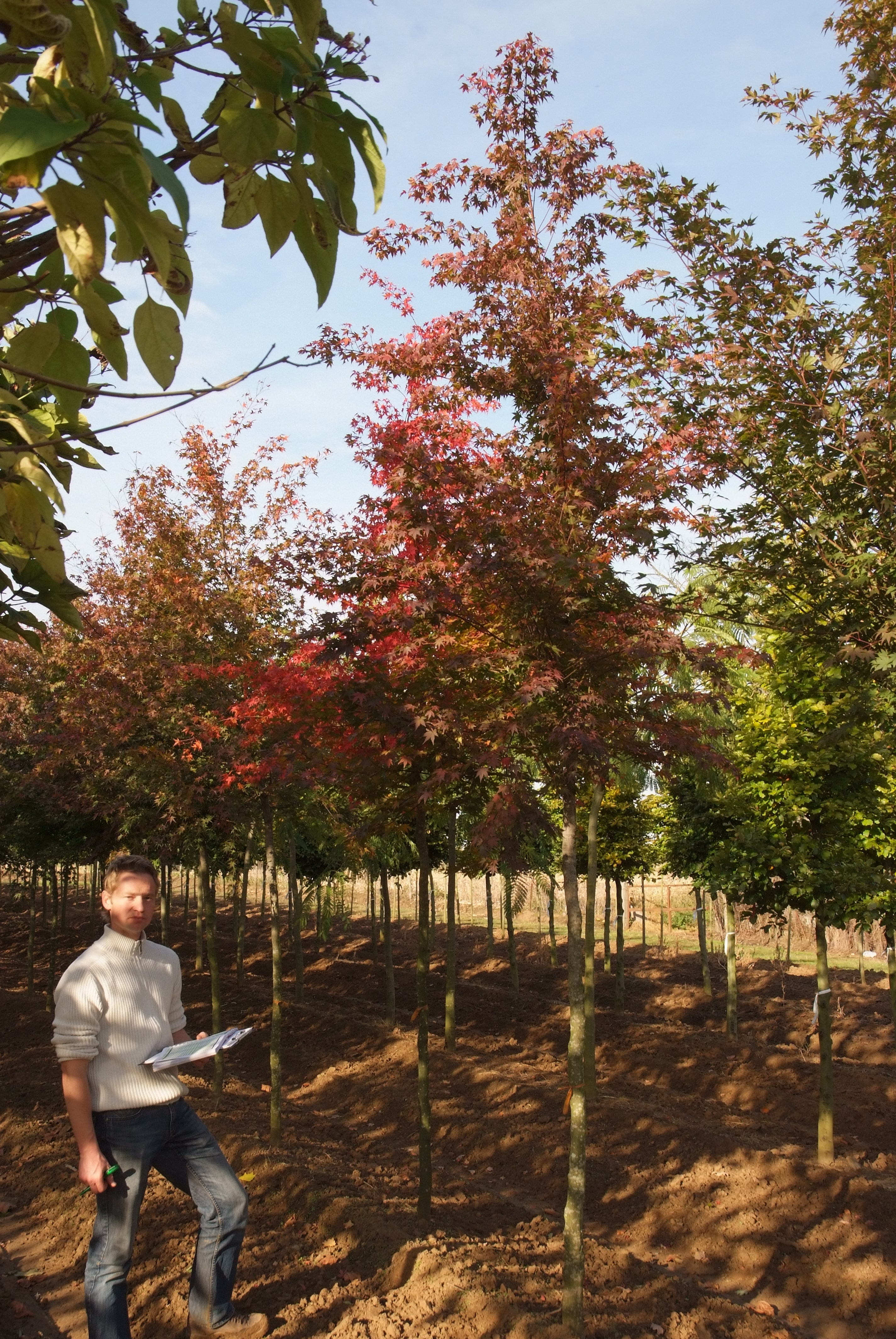 ცაცხვი - პალმატუმი